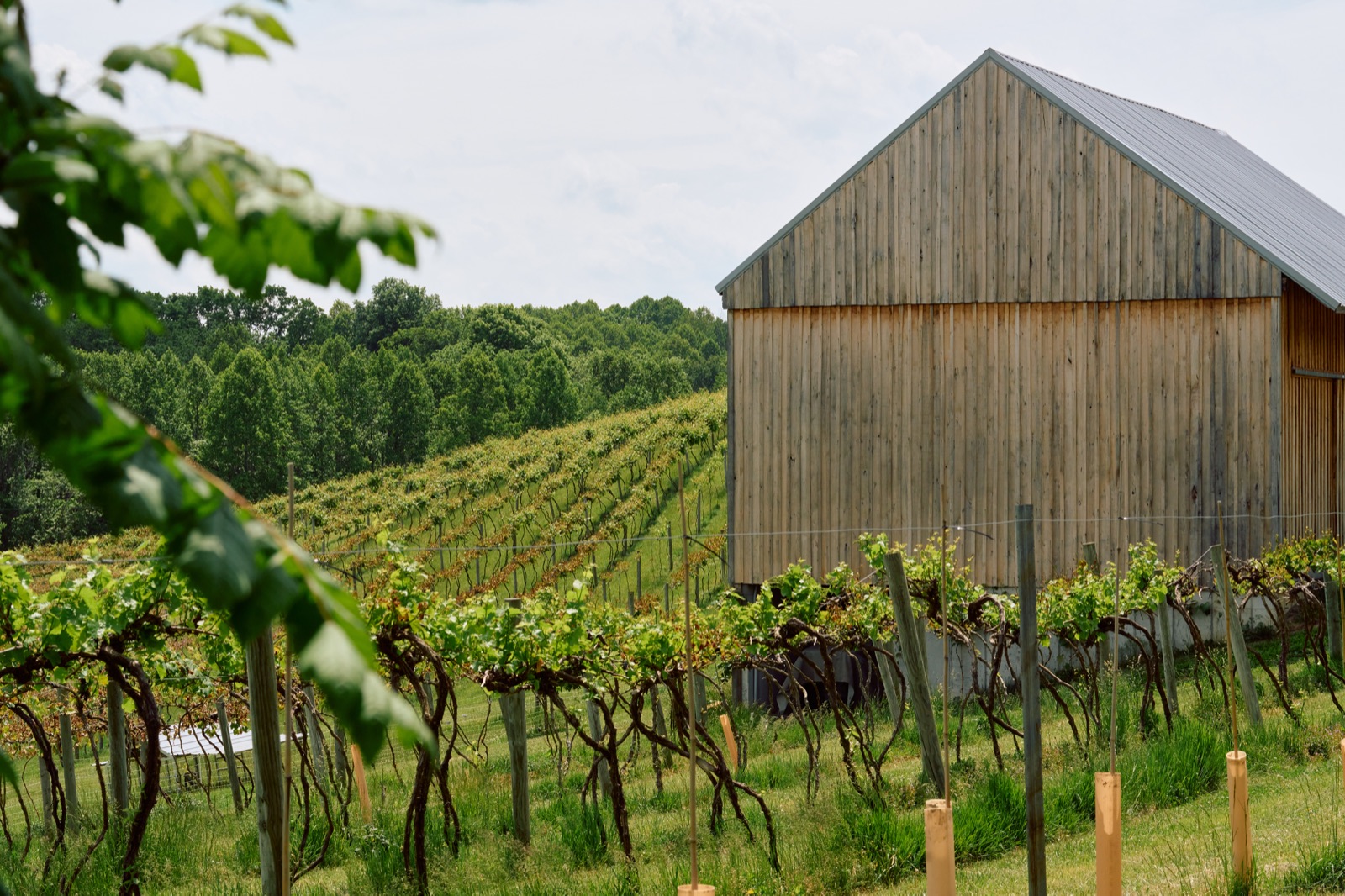 The vineyard and barn at Le Petit Chevalier